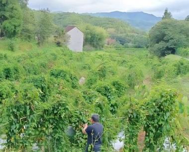 山药属于蔬菜类还是属于中药材类?