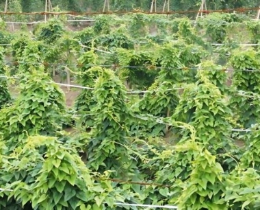 种过什么的地不能种山药?