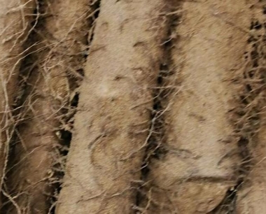 山药收获季节是什么时候?