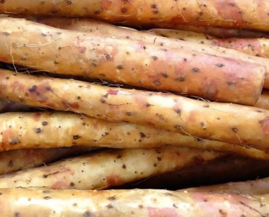 台风致山药倒伏后,如何做好后期处理?