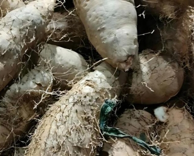 山药炭疽病主要为害植株哪些部位?