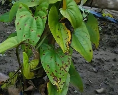 种植山药选择什么样的土壤肥料?