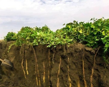 山药表皮层出现黑色坑点怎么办?