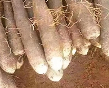 种山药用牛粪还是鸡粪好?