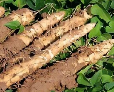 山药用什么来繁殖产量会高一些?