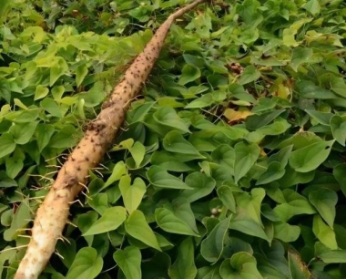 食用山药要注意什么?注意哪些?