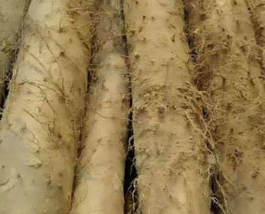 山药褐斑病主要发病因素是什么?