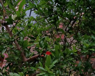 见过重瓣的石榴花吗?是什么原因造成的?