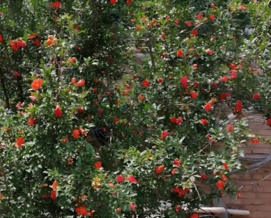 石榴栽培管理中主要难点有哪些?