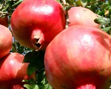 石榴树适合什么土壤?