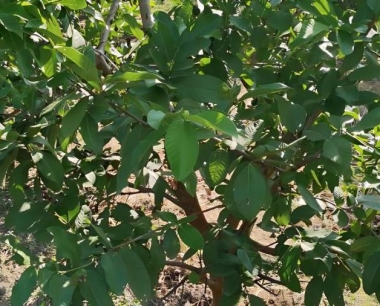 石榴树用什么土栽最好?