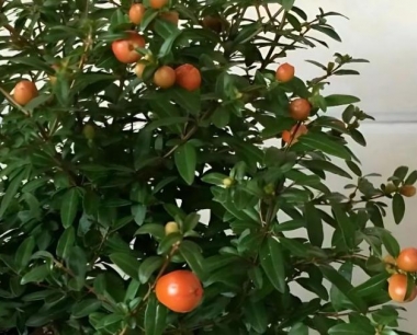 石榴树适合什么土质?