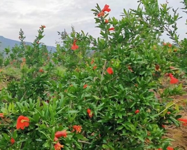 番石榴在生长过程中有哪些病虫害?