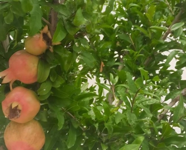 大果黒籽甜石榴适应在什么环境下生长?