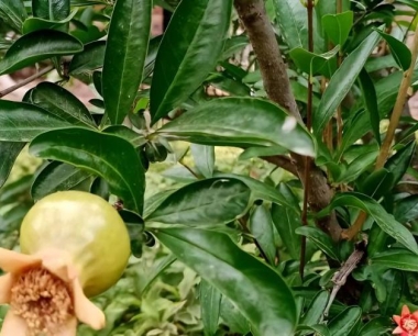 栽培石榴要求当地的有效积温是多少?