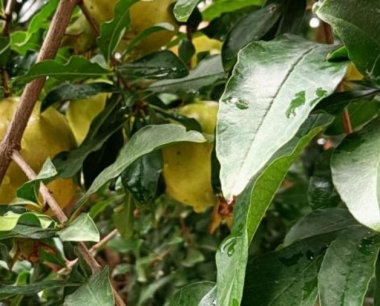 石榴树开花前主要有哪些病虫害?
