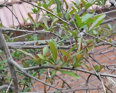 石榴能放冰箱保存吗,石榴放冰箱好还是放外面好?