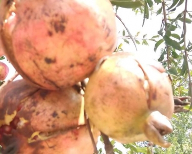 种植石榴树容易产生哪些病虫害?