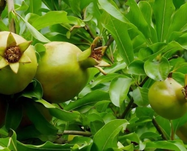 石榴树高产栽培管理技术是什么?