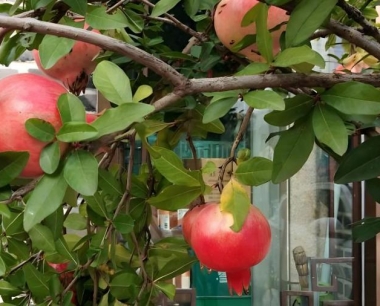 石榴开花时能打药吗?可影响产量?