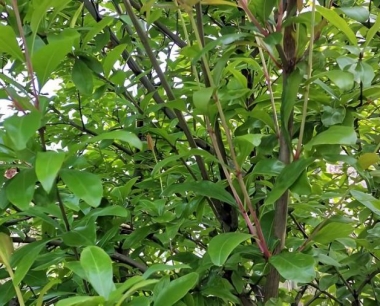 石榴味道尚可,颜色不红是咋回事?