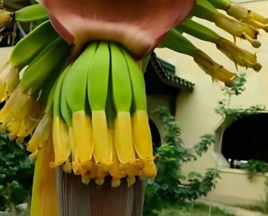 东北可以种香蕉树吗?