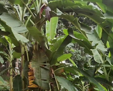 香蕉果运输前要保鲜,用什么药物进行保鲜?