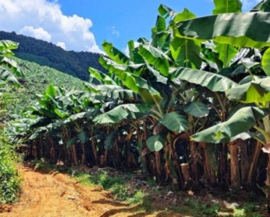 香蕉挂果后一般用什么肥料好?