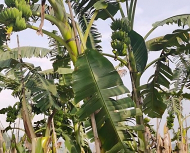 为什么有的香蕉外面看起来好好的,剥开里面是黑的?