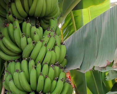 香蕉亩产量一般多少吨?