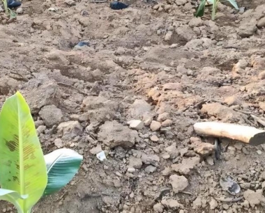 如何挑选香蕉?保存方法有哪些?