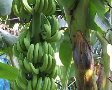 香蕉在种植过程中有哪些病虫害的防治需要注意?