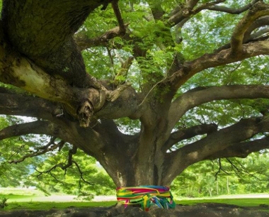 桉树施肥技术要点