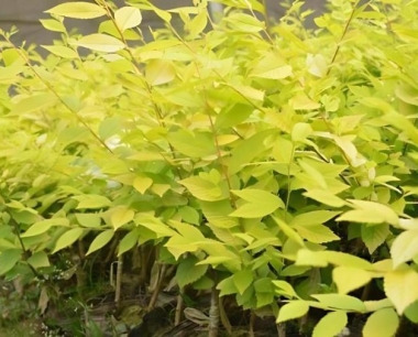 桉树的种植方法和繁殖方法