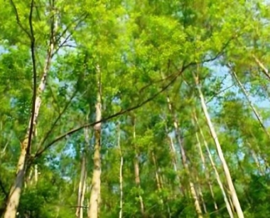 桉树合适种植的密度,桉树的种植方法