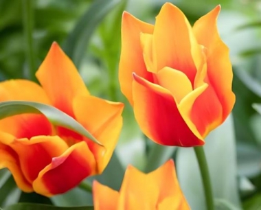 杏仁桉树为什么叫无影的森林