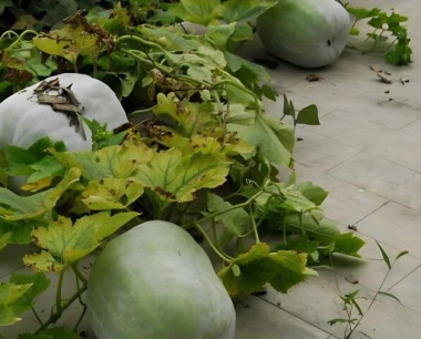 冬瓜喷施磷酸二氢钾可以解决缺钾吗?