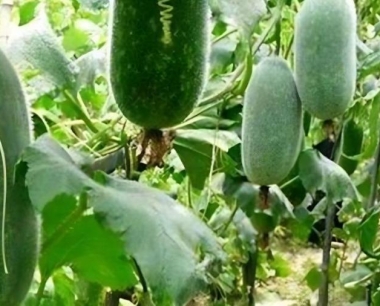 冬瓜已进入生产末期其种子如何进行保证留下来?