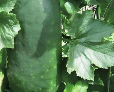 冬瓜靠什么传播种子?