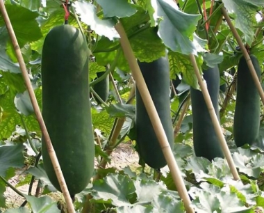 冬瓜白粉病农业防治措施是什么?