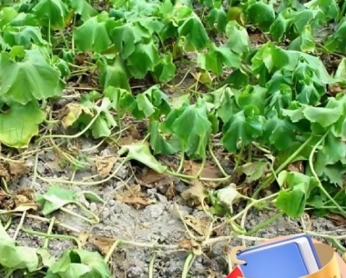 露天种植的冬瓜生长期一般是多少天?