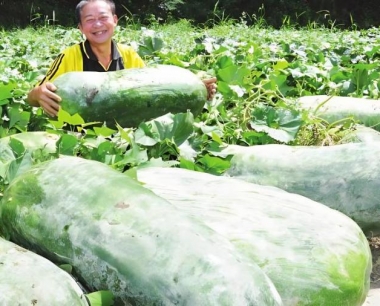 冬瓜从开花到采摘一般需要多长时间?