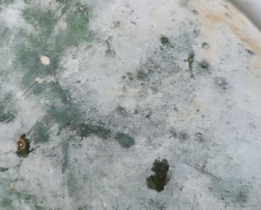 冬瓜蓟马虫害的发病原因是什么?