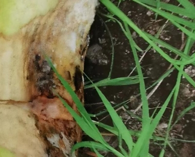 冬瓜的栽培管理要点有哪些?病虫害如何防治?