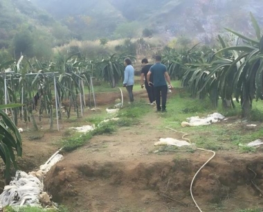 火龙果在大棚栽培过程中,主要事项是哪些?