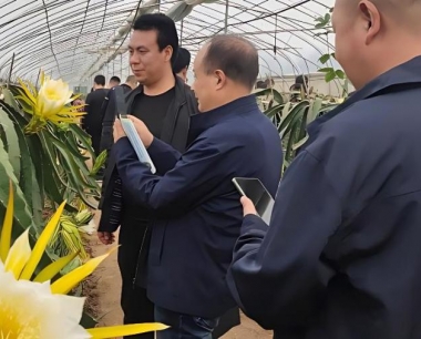 种植火龙果每年亩产一般可达多少斤?
