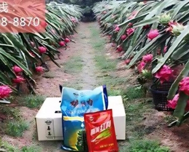 红心火龙果和白心的火龙果有哪些不同?