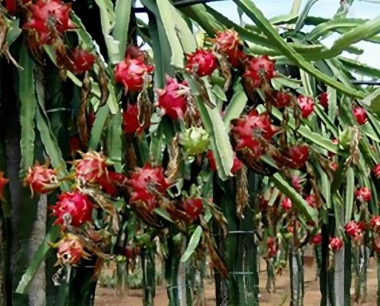 红芯火龙果与白芯火龙果的区别?