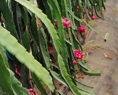 火龙果作物的软腐病要如何有效防治?