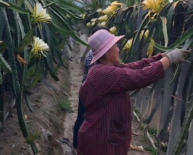 火龙果茎斑病危害症状主要是什么?